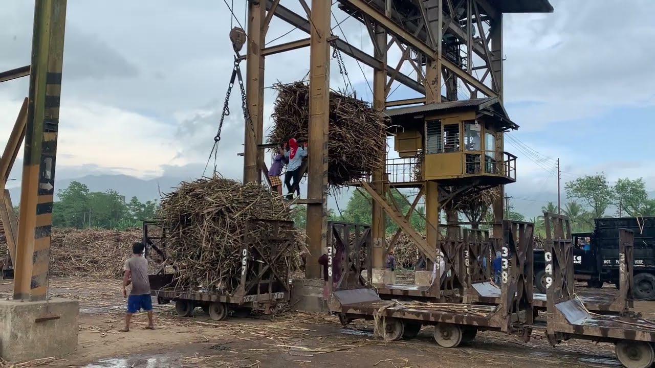 Sugarcane feeding to the sugar mill in the Philippines