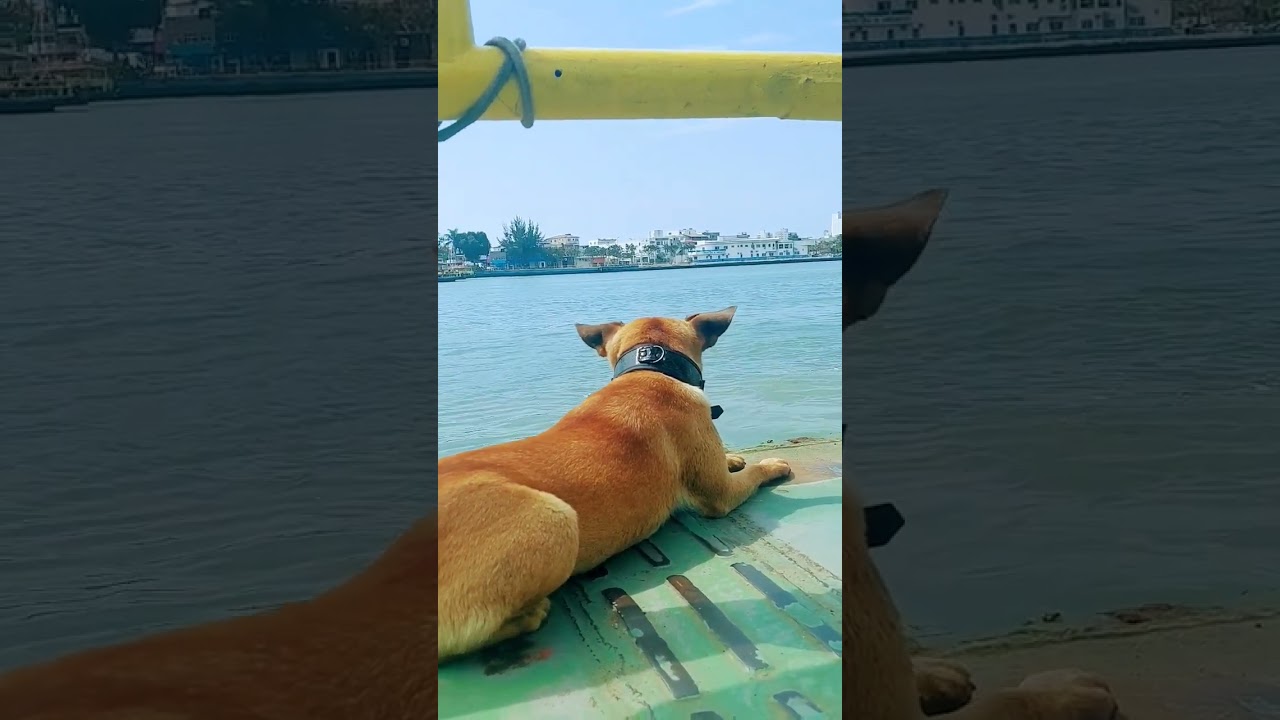 Primeira vez que vejo um cachorro atravessando o ferry boat