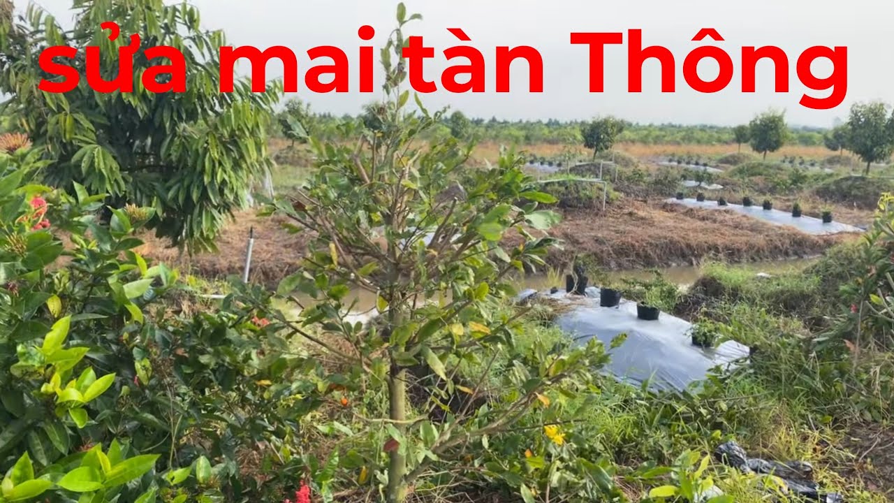 Cách cắt tỉa ,sửa tàn ,tạo dáng thông cho cây mai
