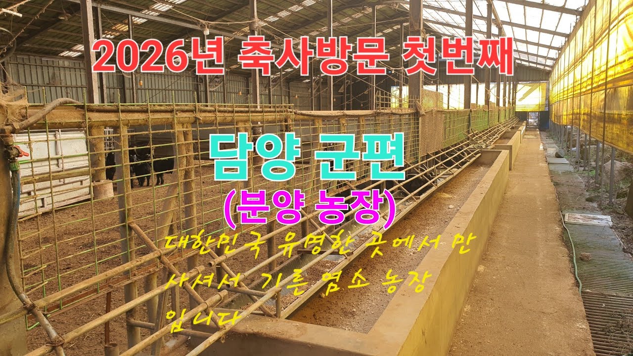 신성티브이[흑염소 축사방문 분양농장방문]☎️010 3636 8285 전라남도 담양군 2026년 첫번째  #흑염소 #종모 #분양 #초산분양 #새끼분양 #암것분양 #축사방문 