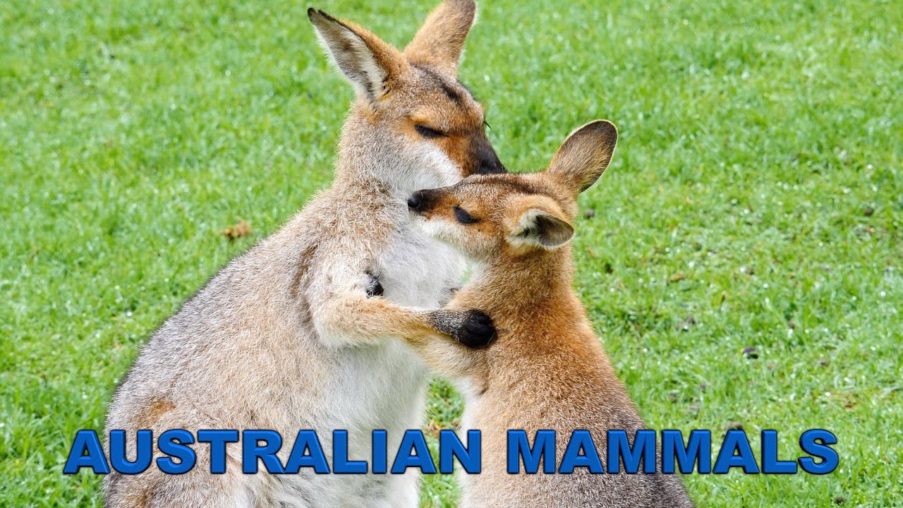 Australian Mammals