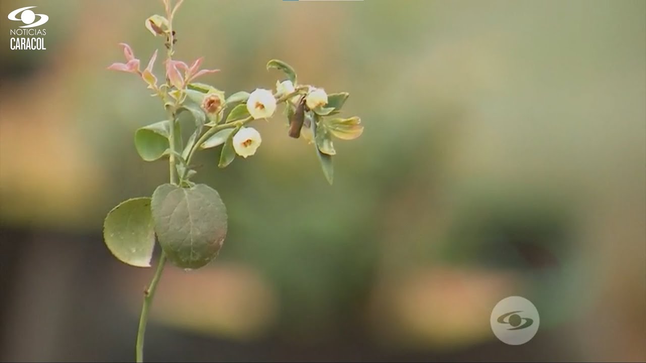 Arándanos: así debe ser el trasplante y los primeros cuidados de la fruta - La Finca de Hoy