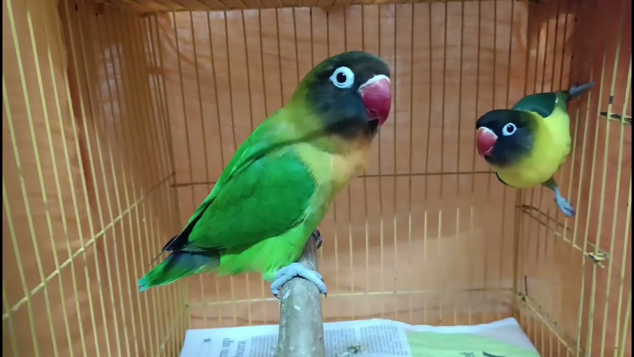 ਲੜਾਈ ਅਤੇ Different singing (ep-366) #lovebirdspair #hardeep_lally #birds#birdssinging#lovebirds