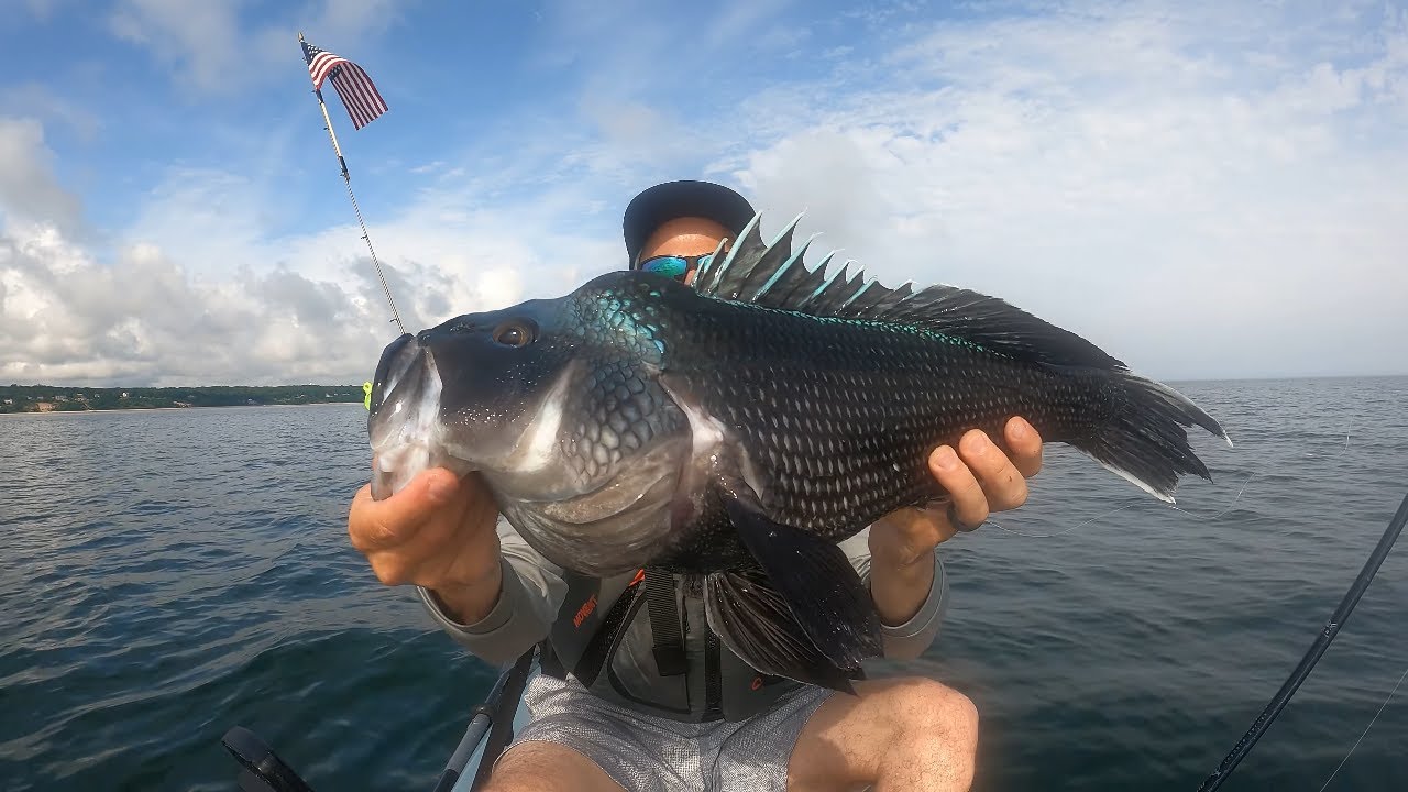 Knothead SEABASS, Overslot STRIPED BASS, Jumbo PORGY - kayak jigging the boulders