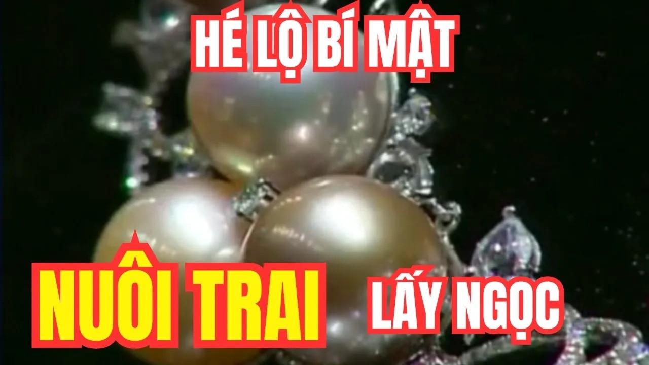 Hé Lộ Bí Mật Nghề Nuôi Trai Lấy Ngọc Của Nông Dân Trung QUốc | Lợi Nhuận Khủng, Ít Ai Ngờ!