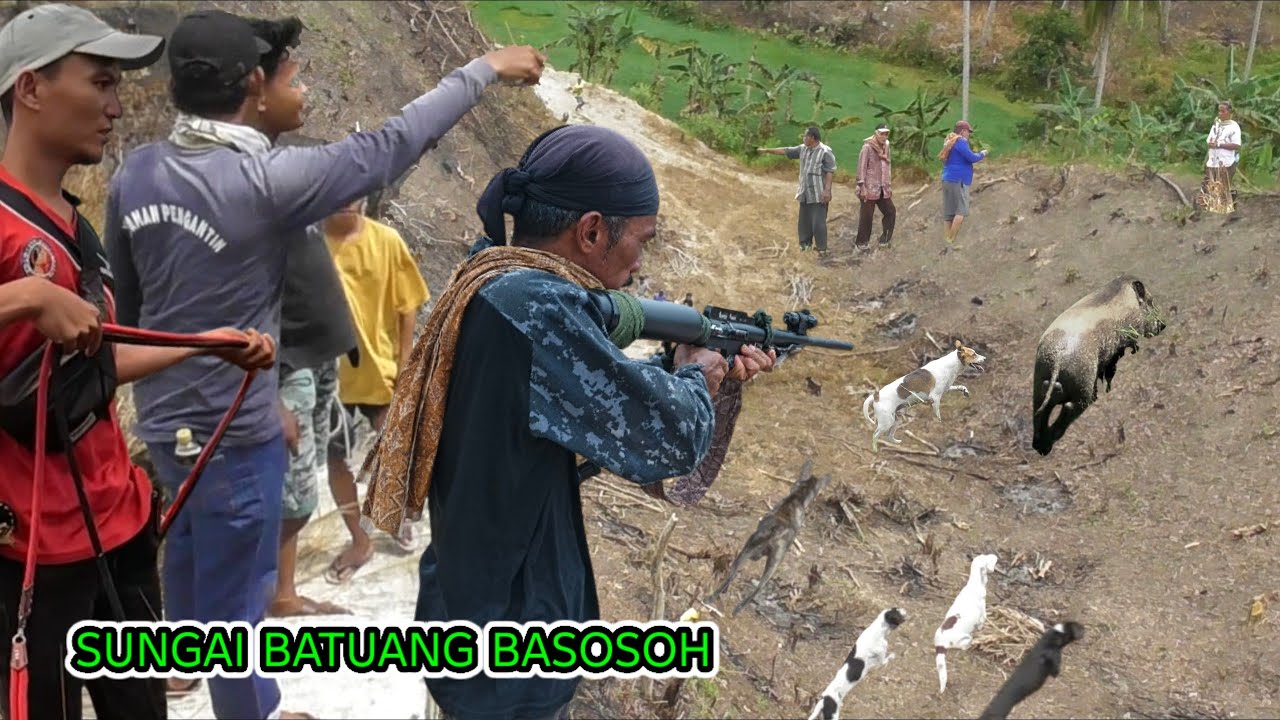 TIDAK MENYANGKA! BERBURU BABI HUTAN BISA SEMANTAP GINI || wildboar hunting ||