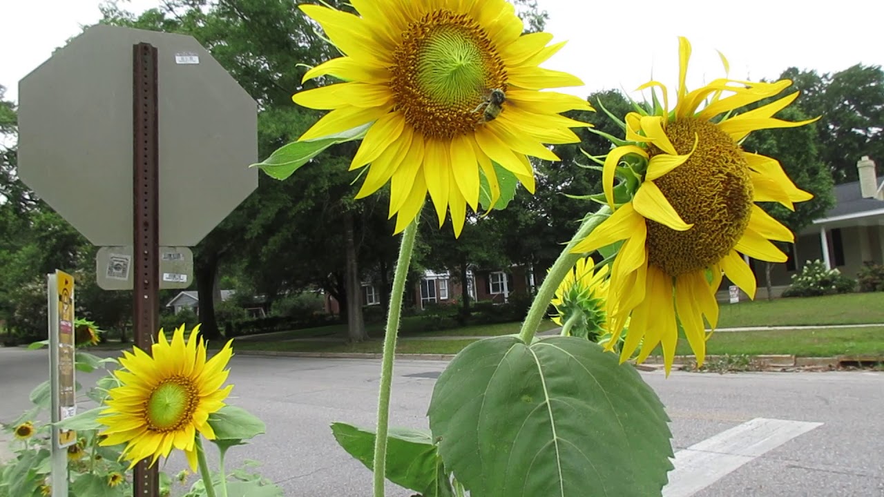 My sunflowers - plus a tip - how to keep squirrels from eating sunflowers
