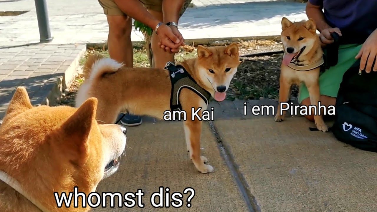 Family Reunion! Shiro, Suki, Kenzo' & Kai