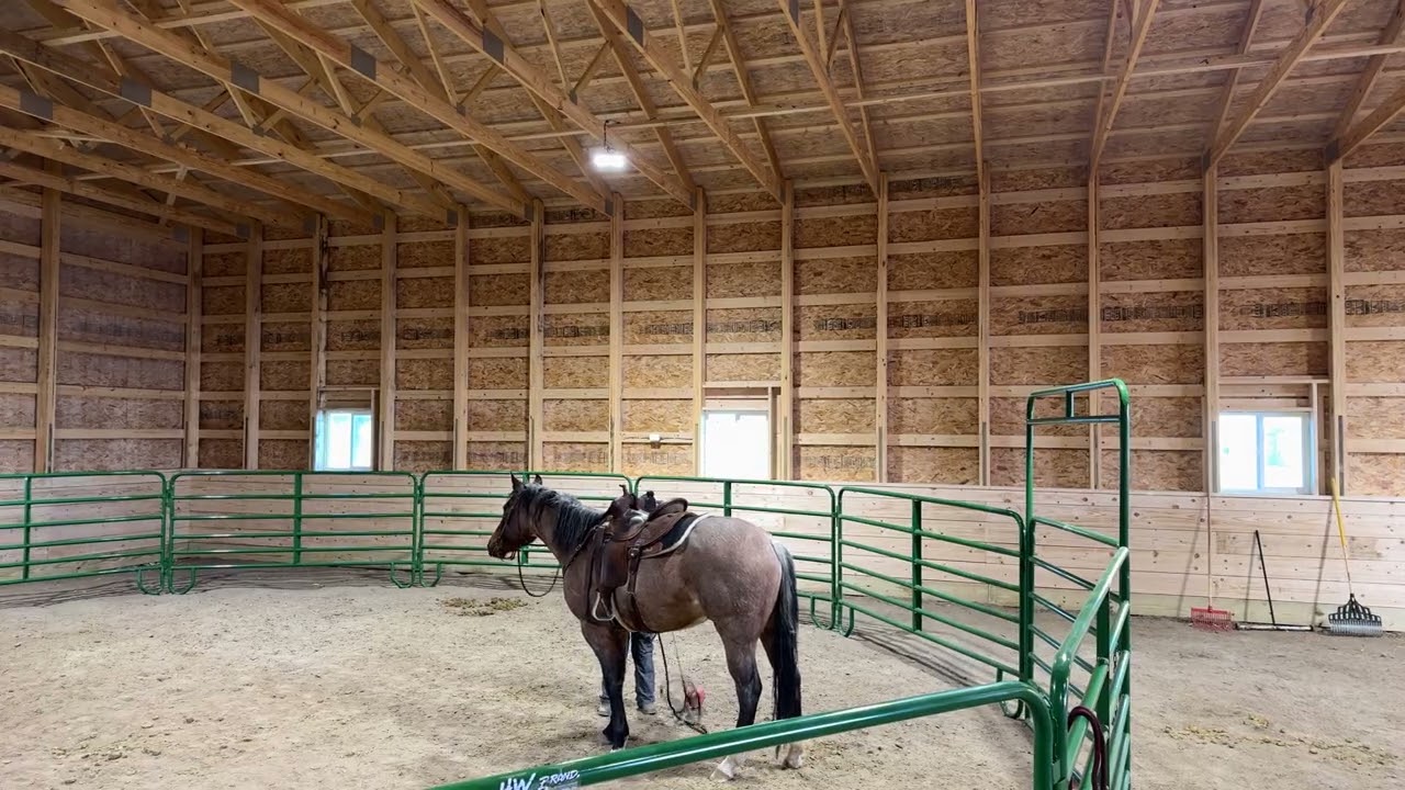 Pearl - Single rein driving (1/26/26)
