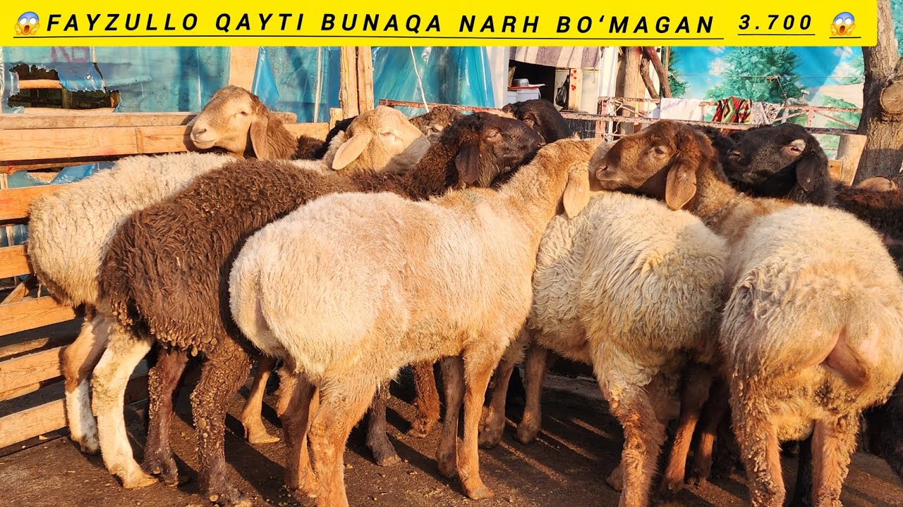 FAYZULLO QATI NARHNI BO‘BASI 3 700 DAN SHOSHILAMIZ 
