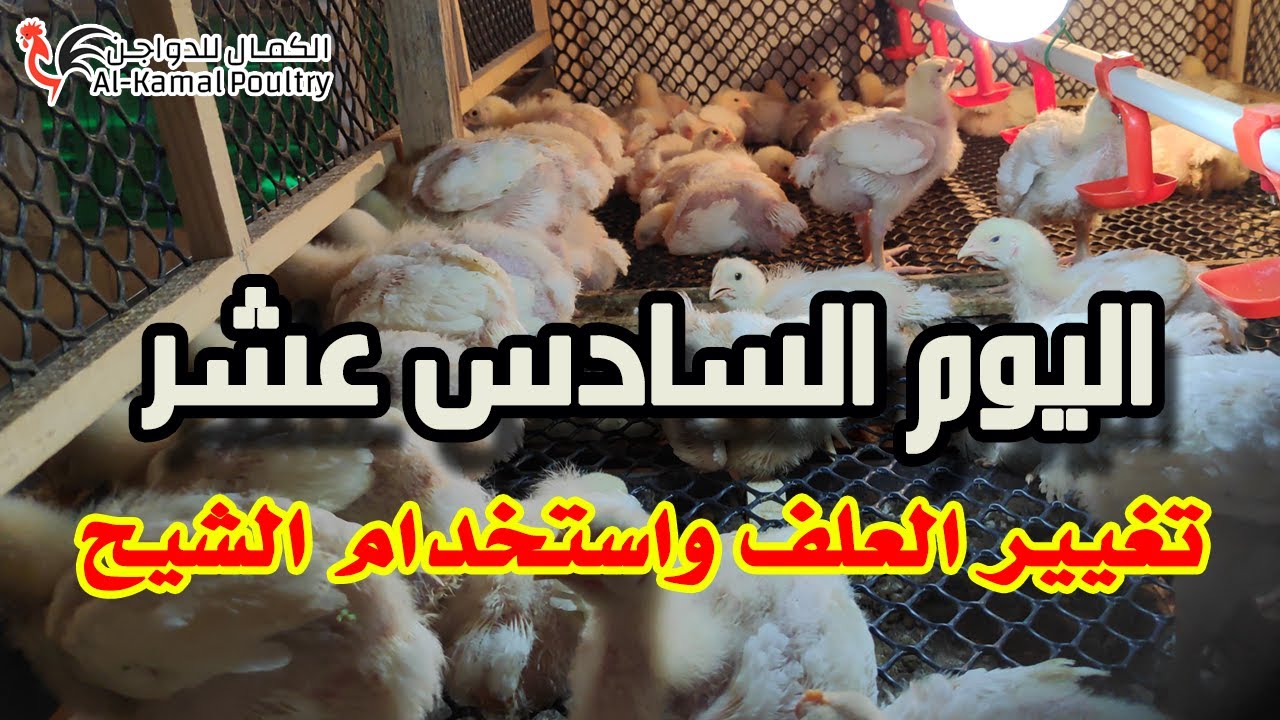 اليوم السادس عشر | تربية الفراخ البيضاء في الشتاء في البطاريات تغيير العلف واستخدام الشيح