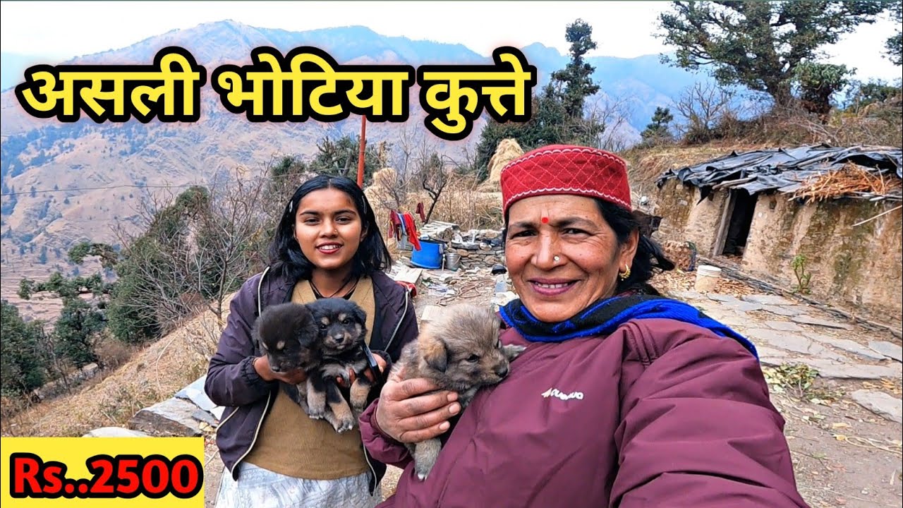 देखिए हिमालयी असली भोटिया कुत्ते हमारे पास है...🥰
