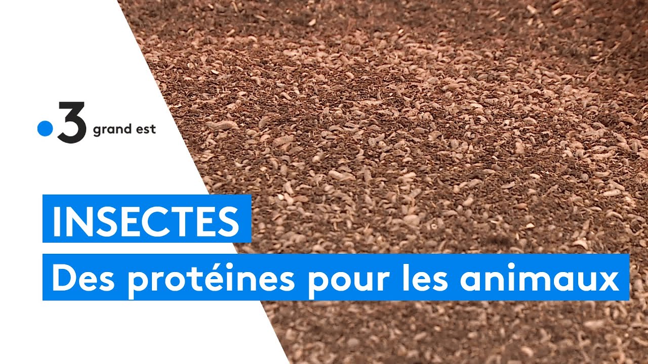 Agronutris, des insectes pour nourrir les animaux
