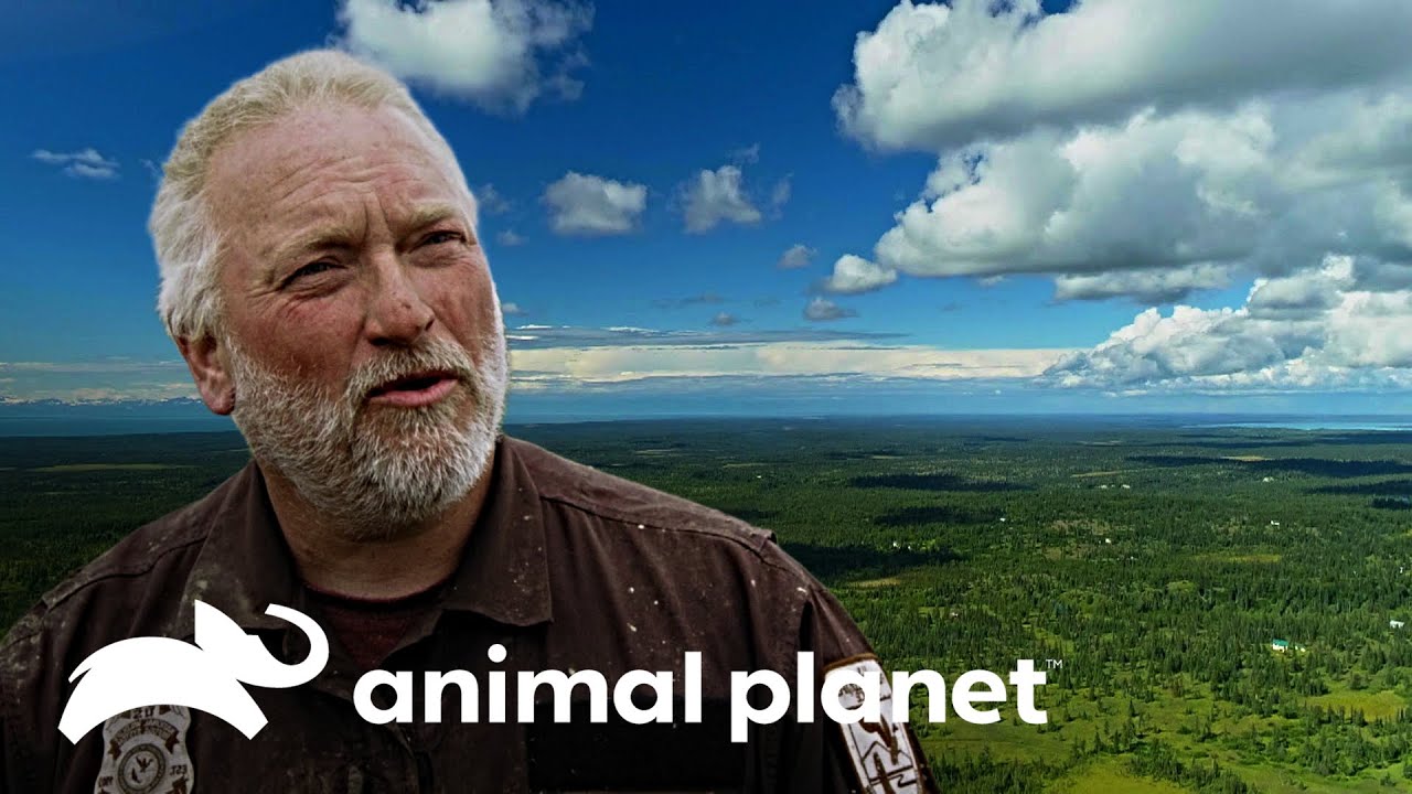 La vida de un guardia forestal | Protectores de Alaska | Animal Planet