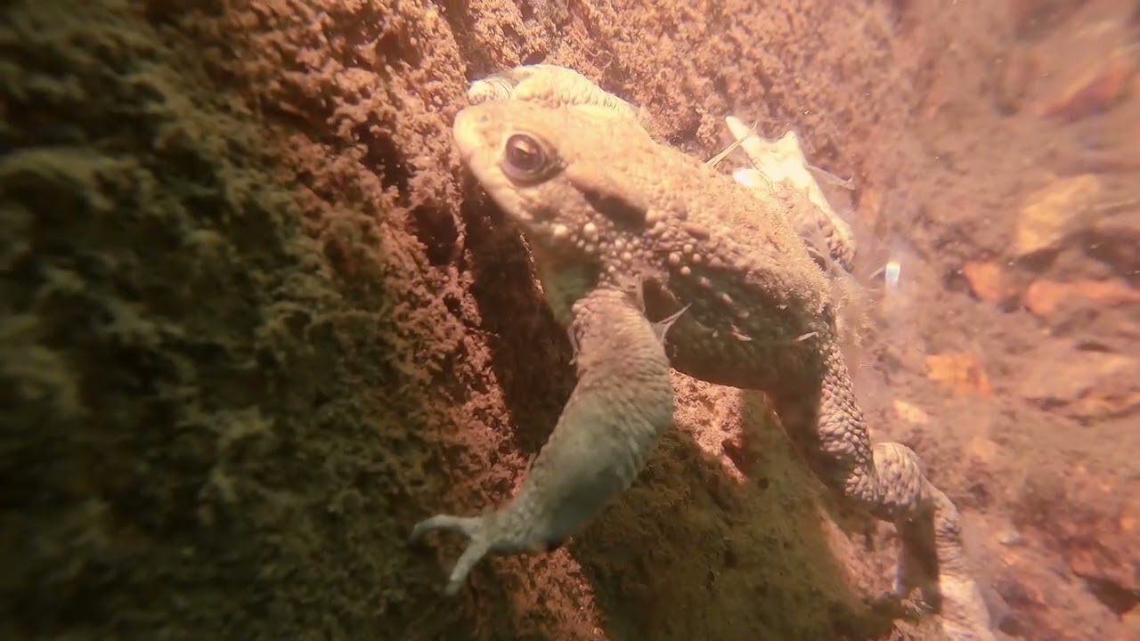 Riesenstein Meißen: Auf Entdeckungstour beim AOWD Kurs #Gopro Hero 11#