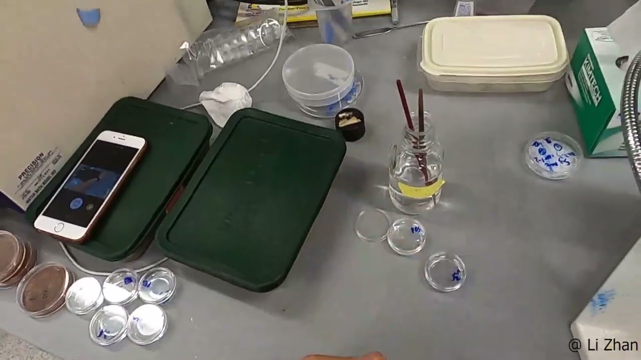 ATP-Bio MOOC Trainee Video: Drosophila embryo cryopreservation (Zhan/Bischof UMN)