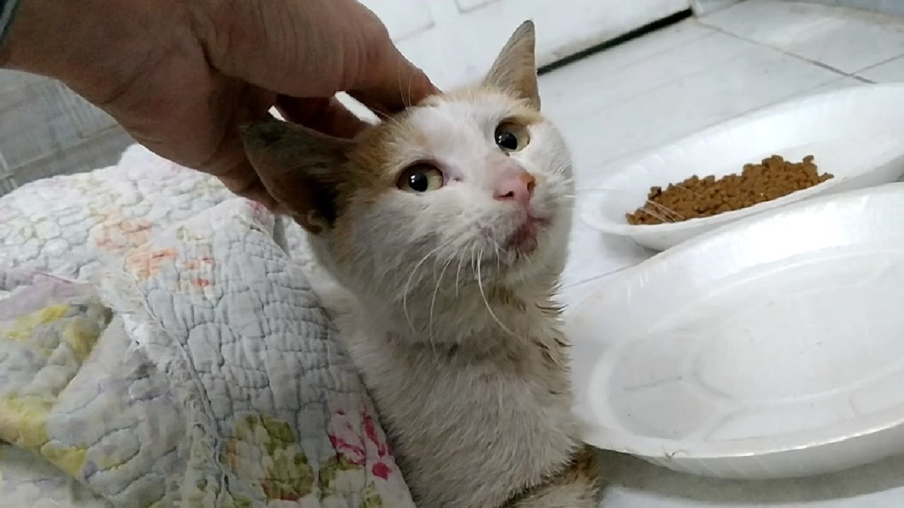 Rescued Feral kitten From Starving Life