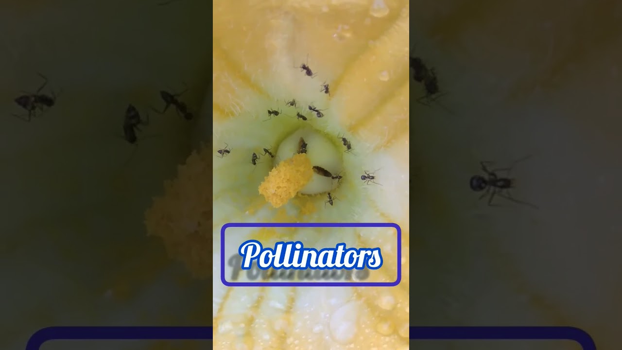 #Pumpkin#Cucurbita pepo #Winter squash#oldest #Fruit-berry#hollow stem#pollinators# ಕುಂಬಳಕಾಯಿ ಬಳ್ಳಿ