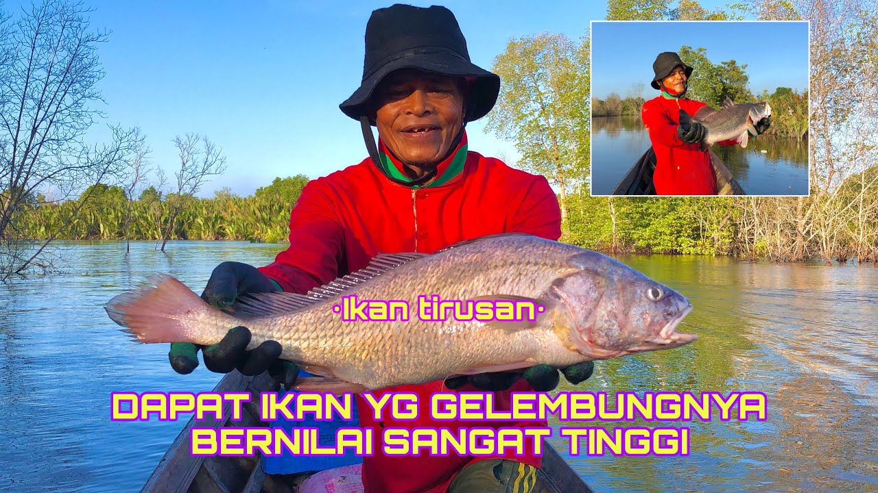 MENJARING KAKAP BONUS IKAN TIRUSAN