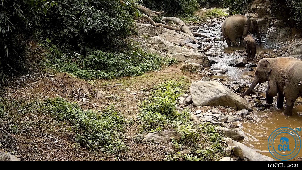 Wild Lao elephant herd