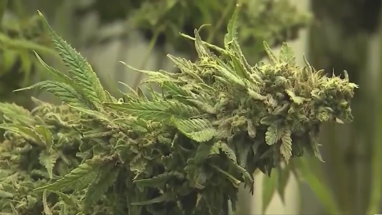 Texas House delays vote on hemp ban with exceptions for THC drinks