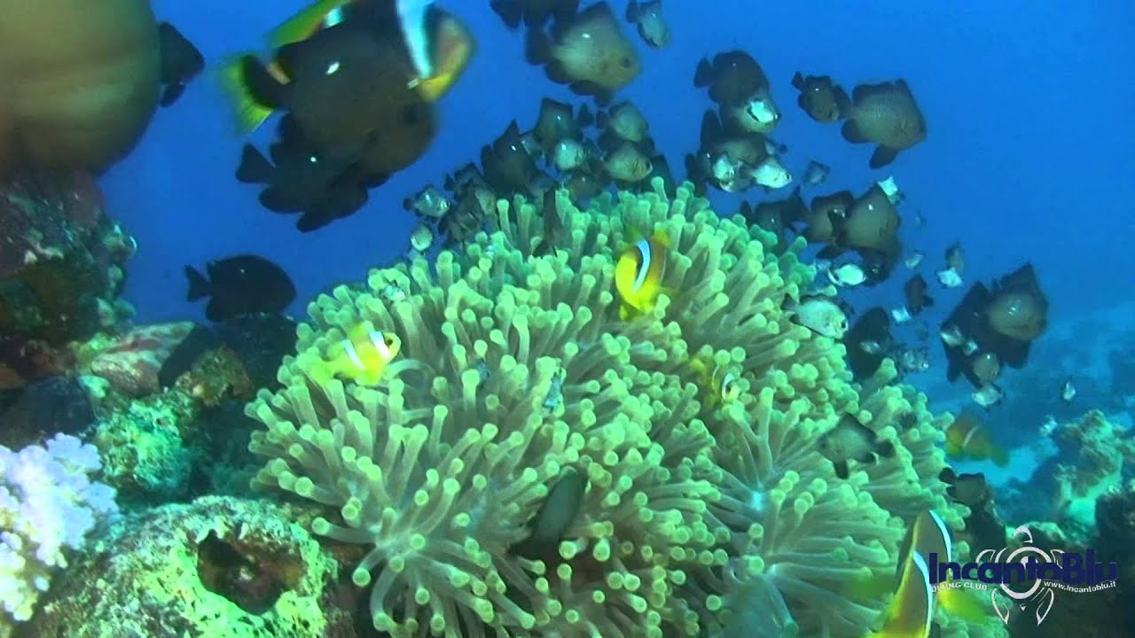 Sharm El Sheikh - Viaggio di IncantoBlu 2014 (by Stefano Benna)