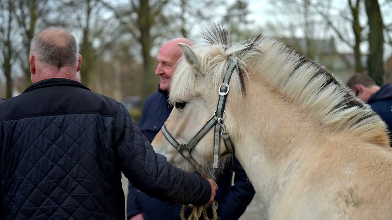 Paardenmarkt Kuringen   2025