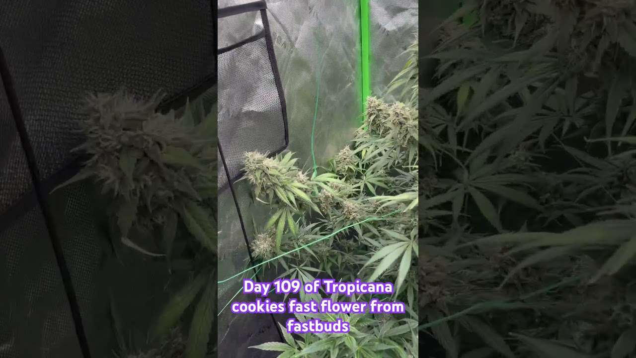 Tropicana cookies fast flower by fast buds buds are getting thick still