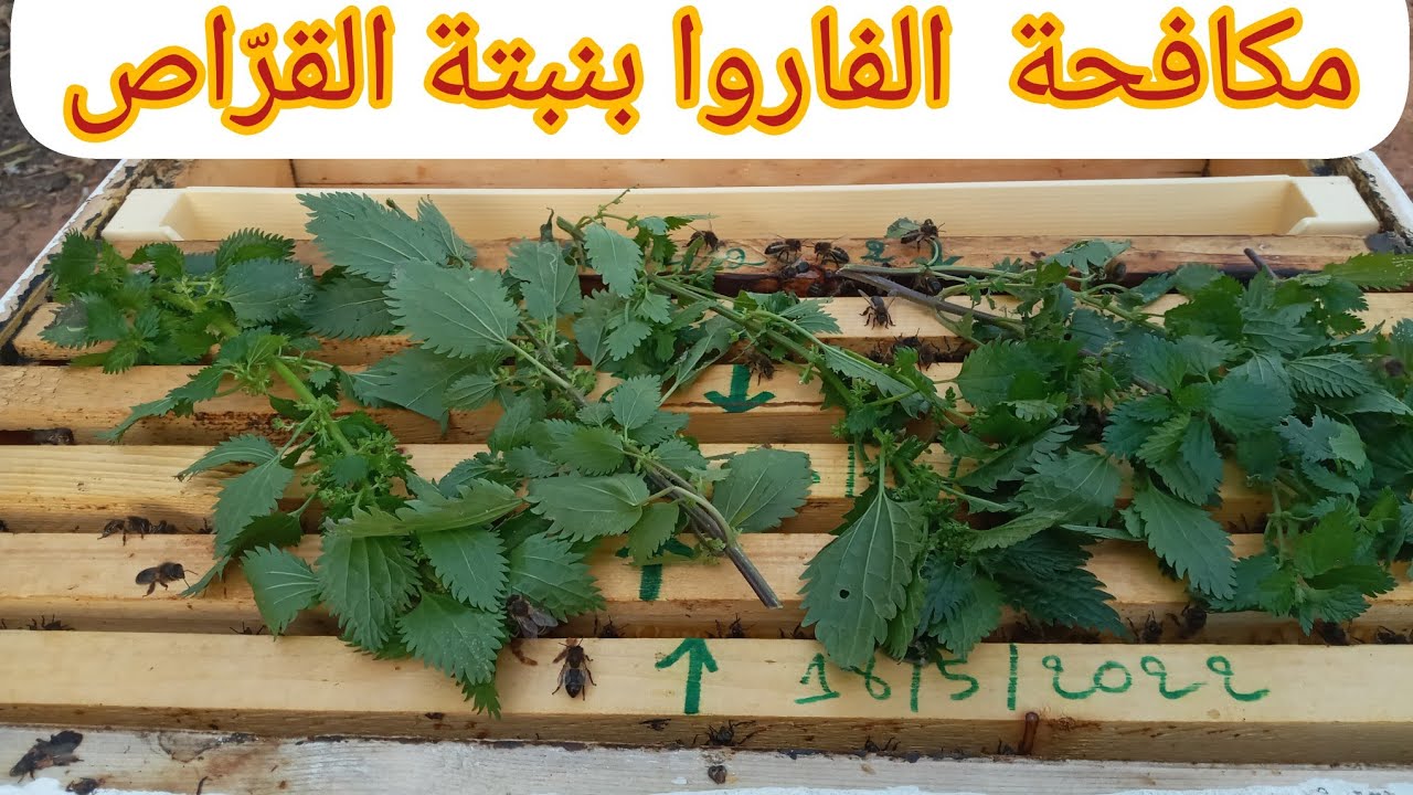 مكافحة الفاروا بنبتة القرّاص: طريقة طبيعية و فعّالة.