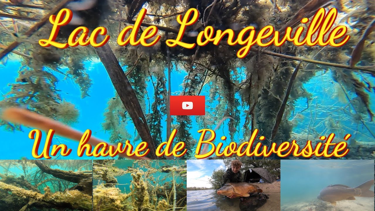 La Faune et Flore du Lac de Longeville situé dans l'Ain. Communes de Pont d'Ain et d'Ambronay.