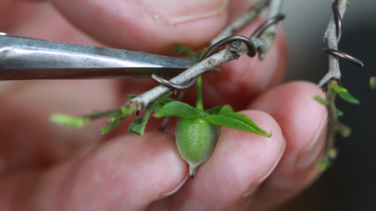 一度作った盆栽の枝を切る　切り戻し剪定