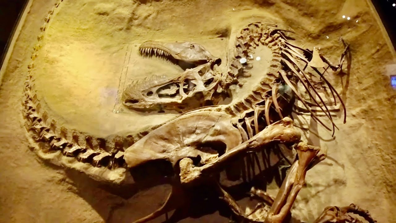 POV Walk Through the World's Largest Dinosaur Fossils Park in the world