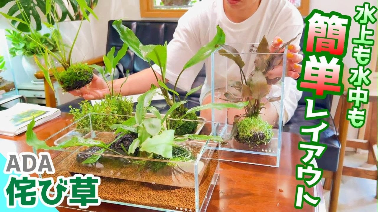 【アクアリウム】初心者でも簡単にレイアウトが決まる！ADA侘び草のススメ（水中に沈めても水上管理もどちらでも簡単！ビオトープや水槽に激推しデス）