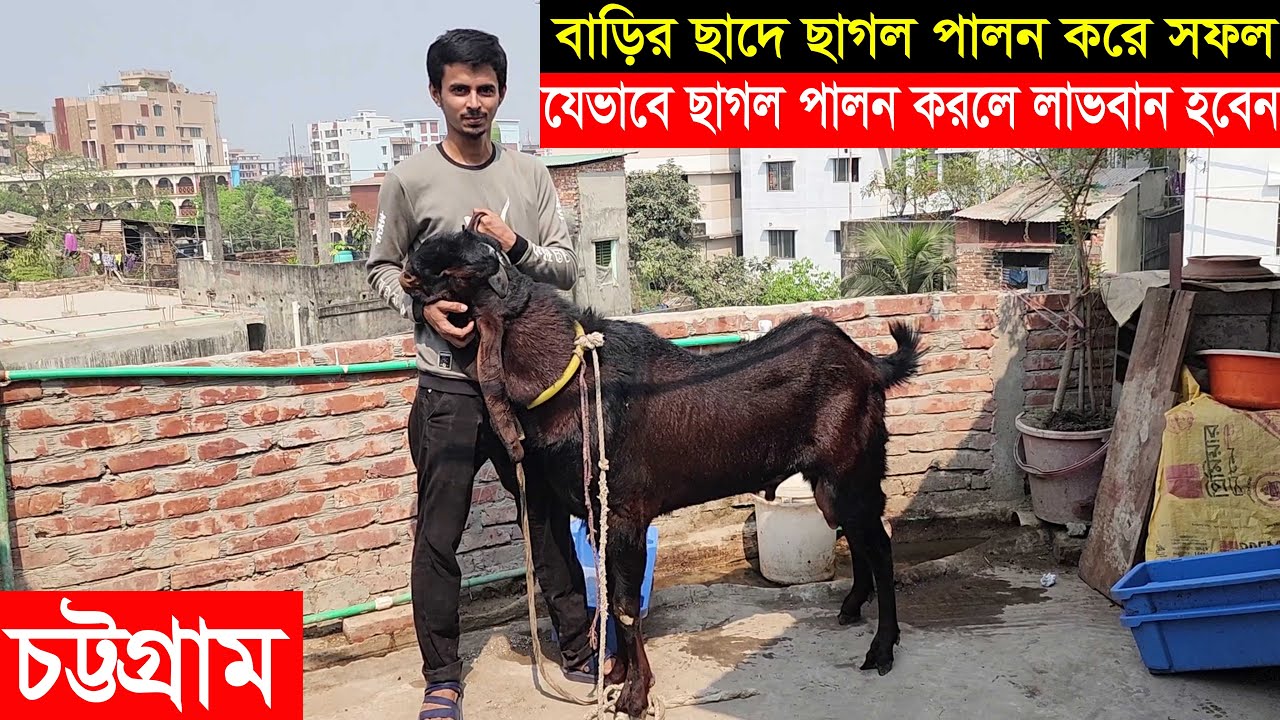 বিশ্ববিদ্যালয়ের ছাত্র বাড়ির ছাদে ছাগল পালন করে সফল।যেভাবে ছাগল পালন করলে সফল হবেন জানুন বিস্তারিত
