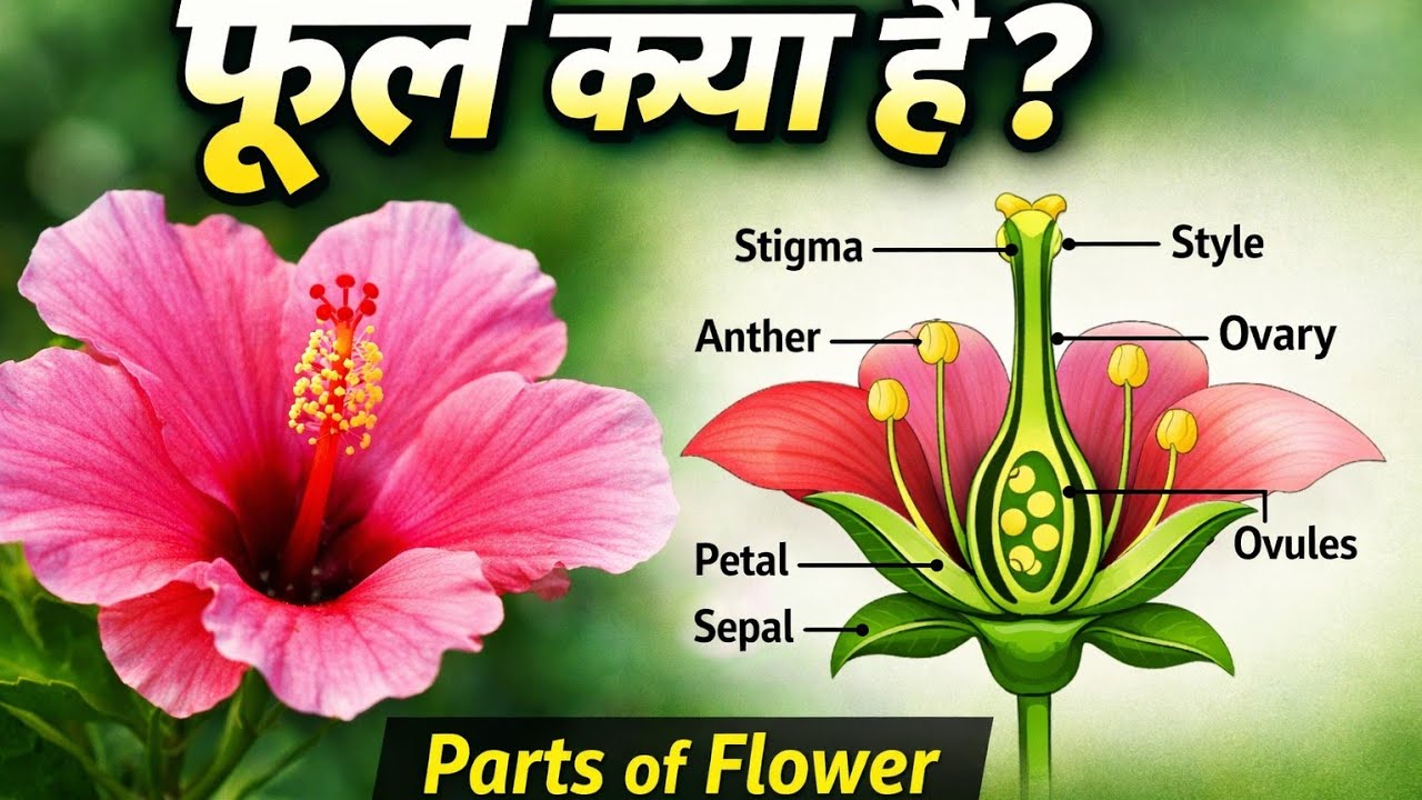 फूल से बीज तक का सफर 🌱 | Complete Flower Explanation in Hindi | Mr agriculturist india 