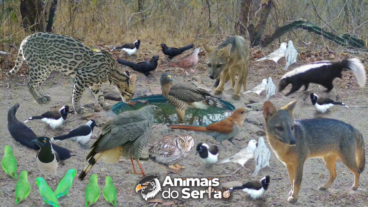 A ÁGUA TROUXE A VIDA DOS ANIMAIS DE VOLTA NESSE LUGAR SECO