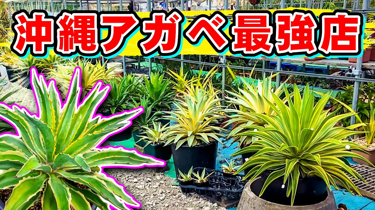 【植レポ】沖縄の斑入りアガベが大量のお店に行ってきたぞい！