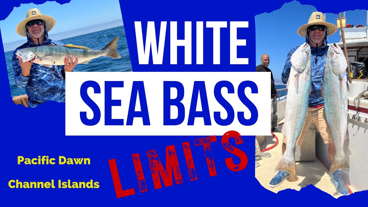 GHOSTS AT DAWN | My First White Sea Bass | Pacific Dawn | Ventura, CA | California Saltwater Fishing