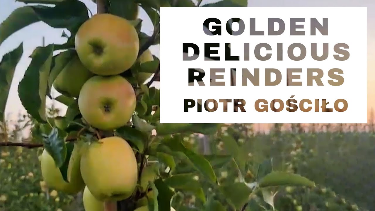 Golden Delicious Reinders - przygotowania do zbiorów - Komunikat Sadowniczy - Piotr Gościło