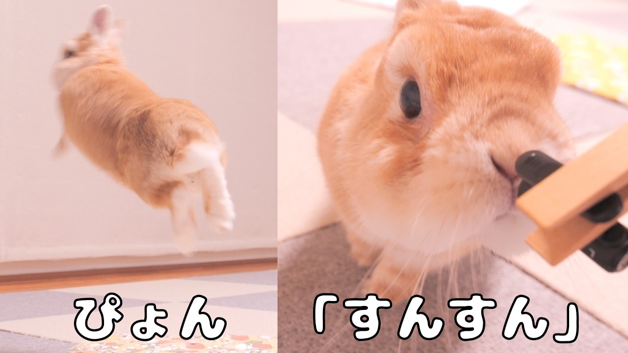 運動後にマイクを向けたら鼻息「すんすん」が始まったウサギ【No.1864】