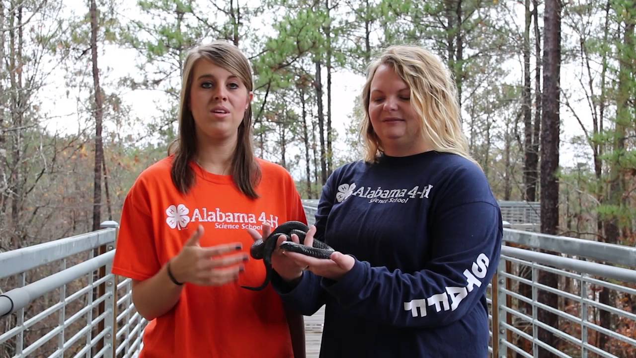 Eastern Hognose Snake