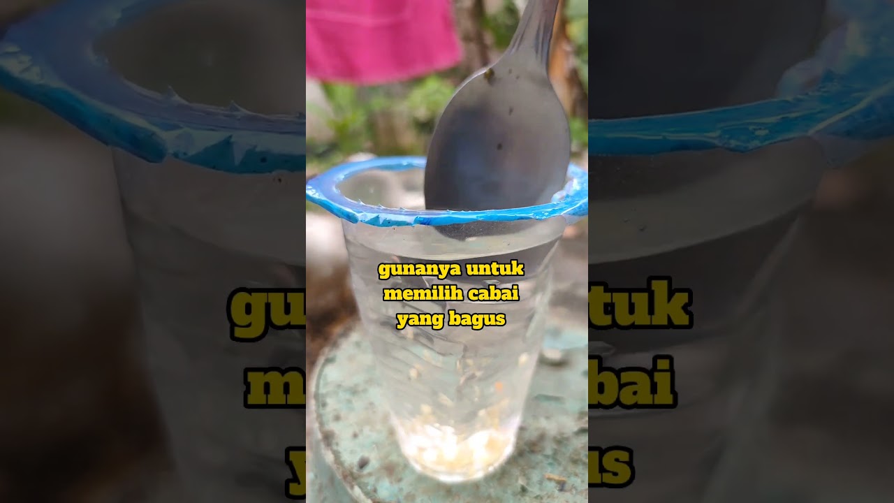 cara menyemai biji cabai anti gagal #tanaman #info #semai #cabai #tips
