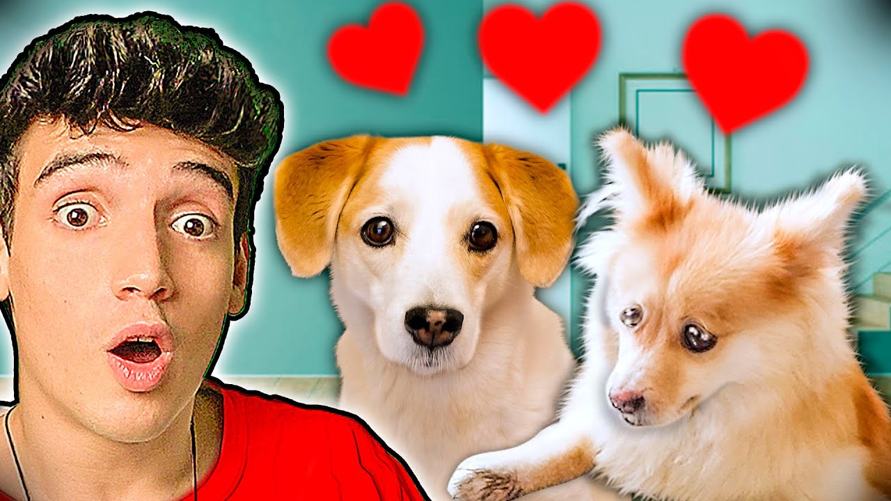 мои СОБАКИ ВЛЮБЛЕНЫ | Бруно и Джоэл Random Vlog # 10