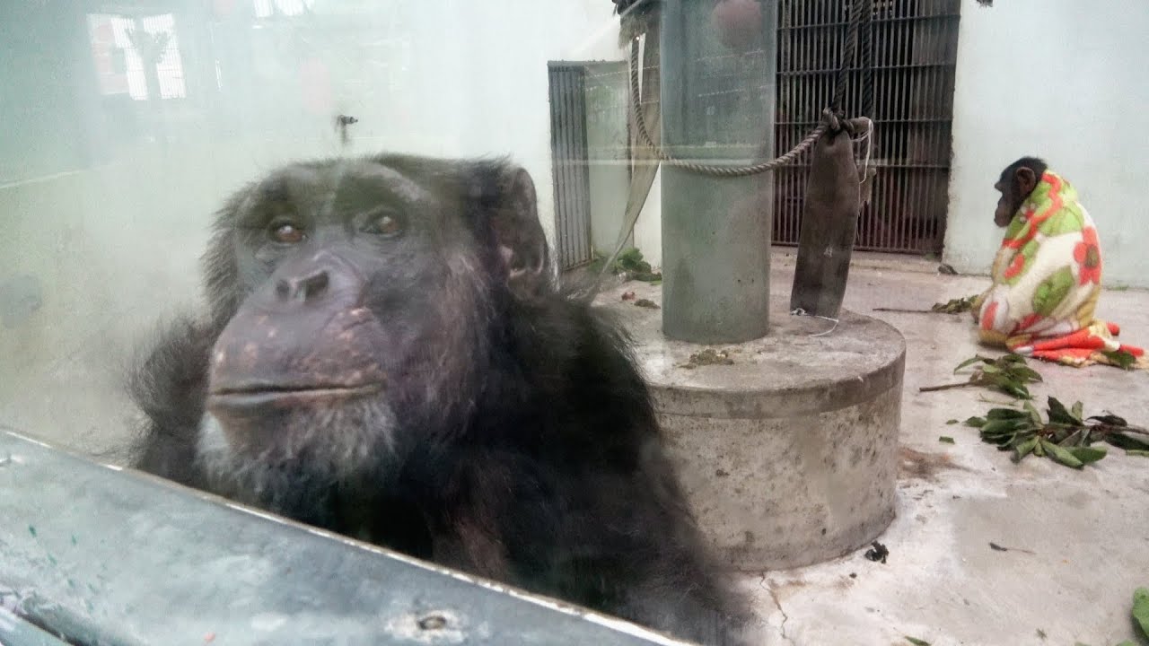 🌿Dearest Chimpanzees at Okinawa Zoo 愛しいチンパンジーたち 沖縄こどもの国