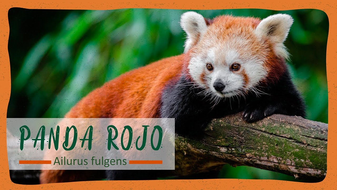 TODO sobre EL PANDA ROJO