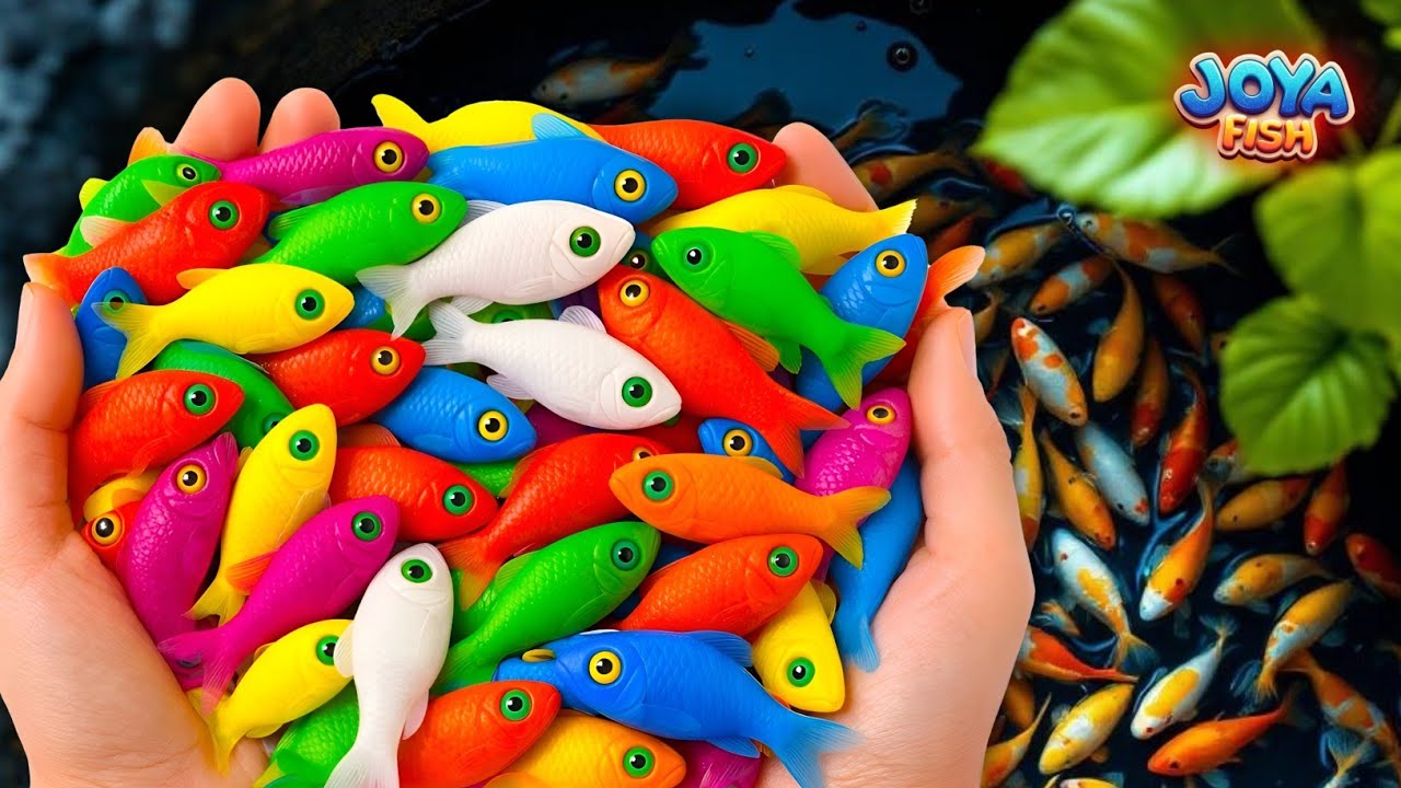 The Incredible Catch Colorful Aquarium Fish In Giant Colorful Eggs,Koi,Red Catfish,Molly,Glowfish