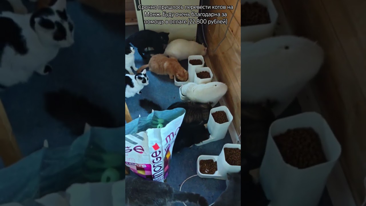 Для помощи &zwnj;СБ 5336 6901 6946 5830 или активная ссылка в описании профиля #cat #помощьбездомным