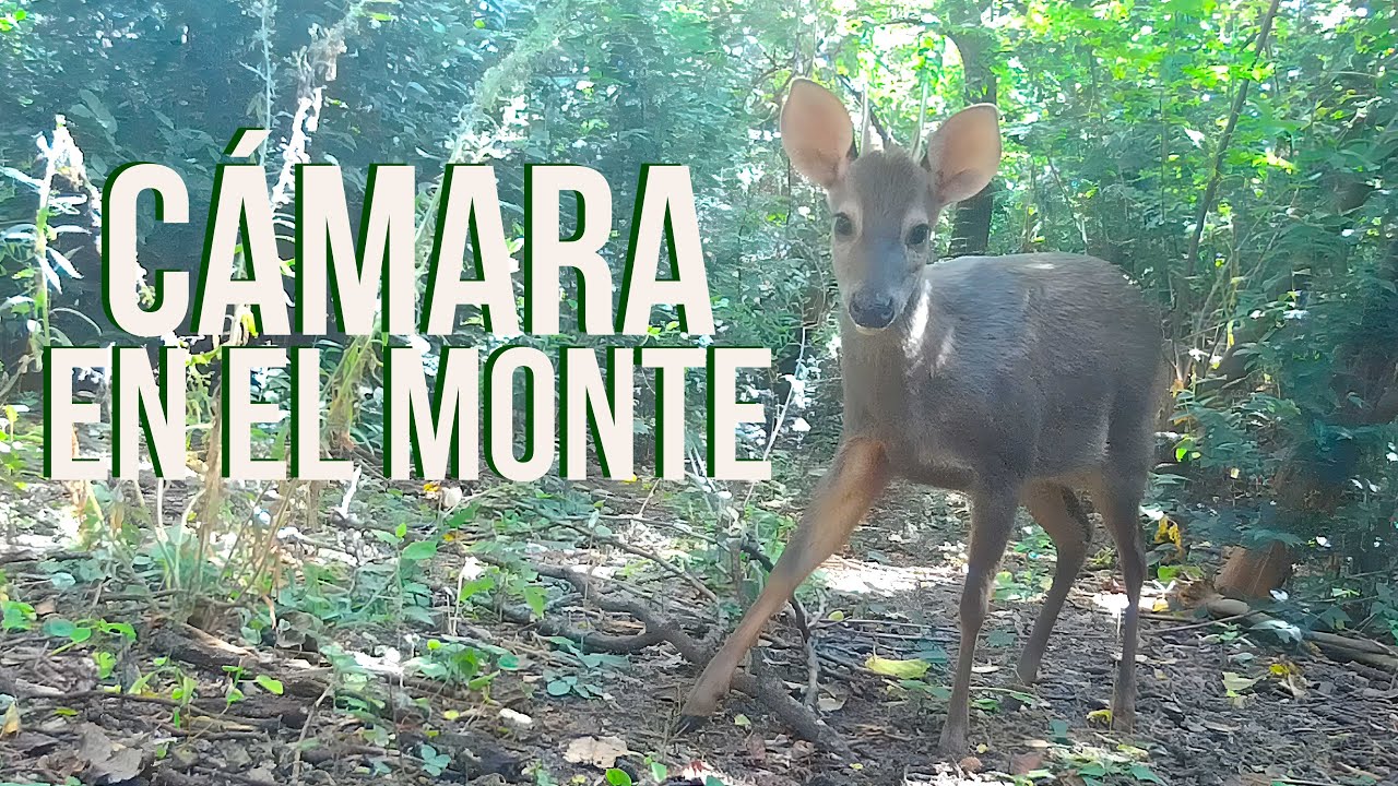 Chancho Pecarí🐗, Corzuela Parda (SachaCabra)🦌 y Zorro Gris 🦊con cámara trampa  / Arte del monte 🐾