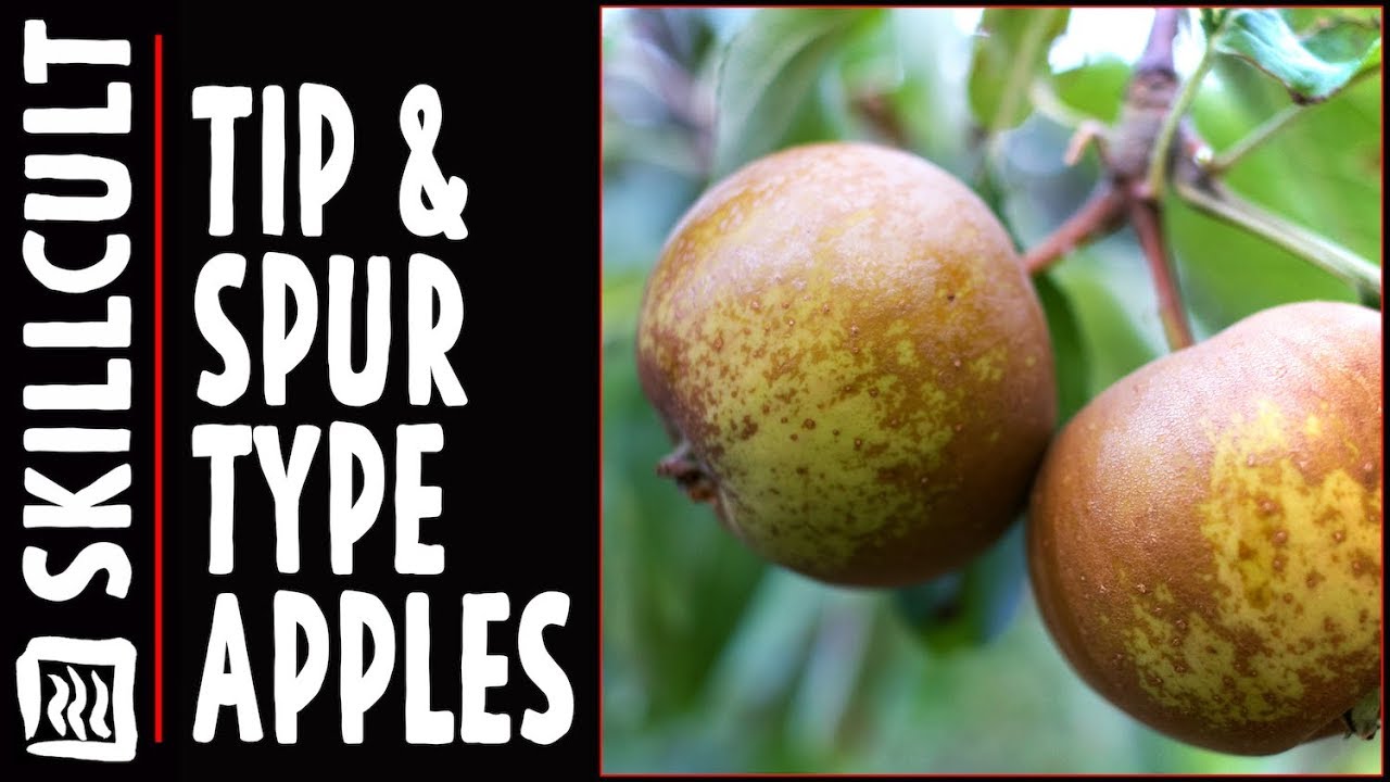 How Apples Bear Fruit and Where on the Tree, Tip v.s. Spur and Everything In Between