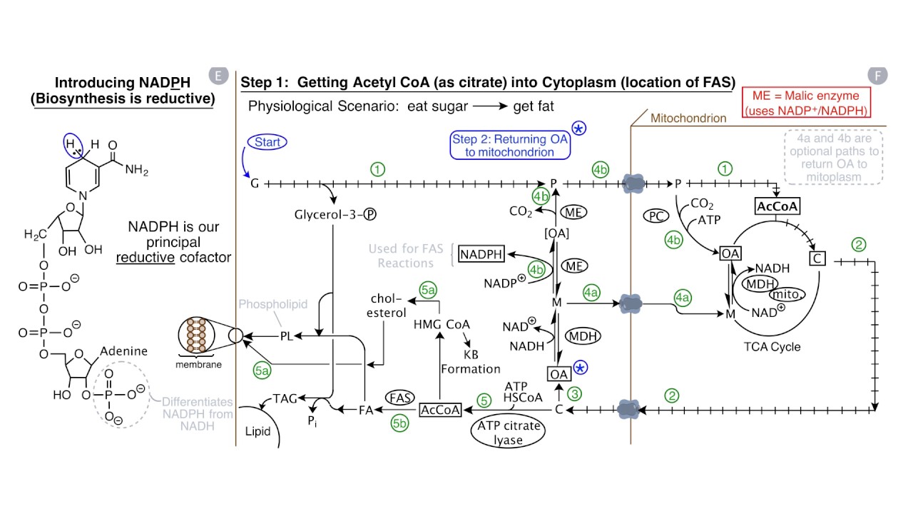 Fatty Acids and Lipid Biosynthesis